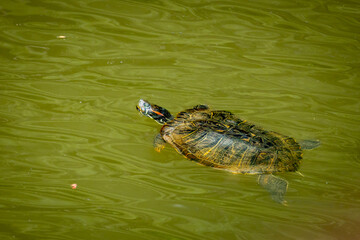Pond Sliders swimming in a canal at Roswell Riverfront Park in Georgia.
