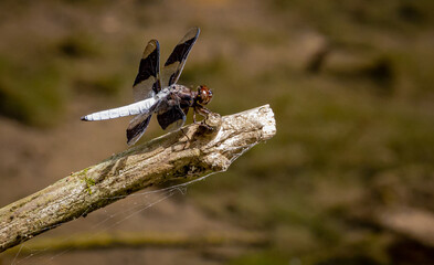 Dragonfly sitting on a branch at Roswell Riverfront Park in Georgia.