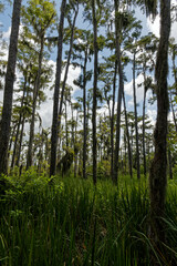 trees in the forest