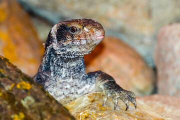 African savannah monitor lizard in a rocky area