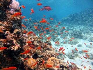 Fototapeta na wymiar red sea fish and coral reef of blue hole egypt
