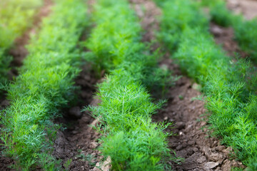 Fresh young dill growing in rows on a vegetable patch.