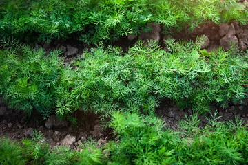 Fototapeta premium Fresh young dill growing in rows on a vegetable patch, top view. 