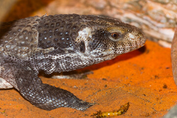 African savannah monitor lizard in a rocky area