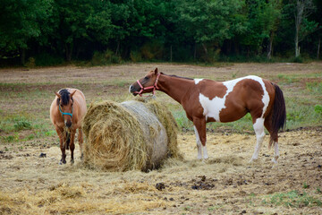 Horses grazing on a farm, Istria, Croatia. Horses on a farm