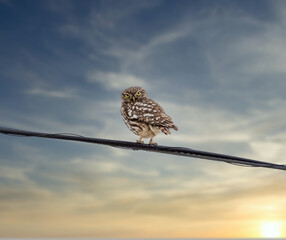 Little owl (Athene noctua) perched on a cable looking at us with its big yellow eyes at sunset
