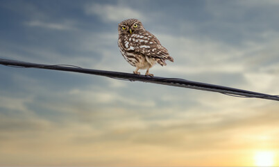 Little owl (Athene noctua) perched on a cable looking at us with its big yellow eyes at sunset
