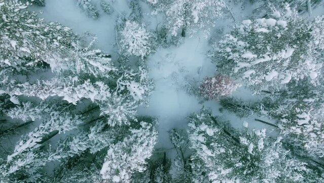 Aerial view over snow covered trees, sunset in Lapland. Top down rising drone shot. Cinematic winter background with copy space. Scenic panoramic shot from tree tops to high angle view above forest 4K