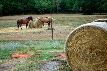 Horses grazing on a farm, Istria, Croatia. Horses on a farm. Foals 