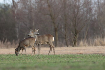 deer in the meadow, Poland