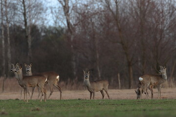 herd of deer, Poland wildlife 