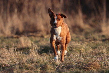 dog running in the field