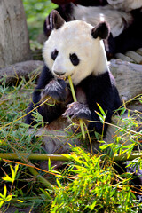Obraz na płótnie Canvas panda bear sitting eating bamboo