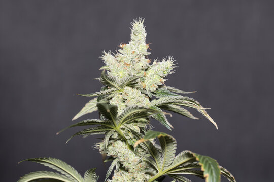 gluemo, marijuana, pot, weed, dank, grow tent, medical marijuana, rootseller  