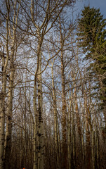 Birch Trees reach to the sky. Jarvis Bay PRA, Red Deer County, Alberta, Canada