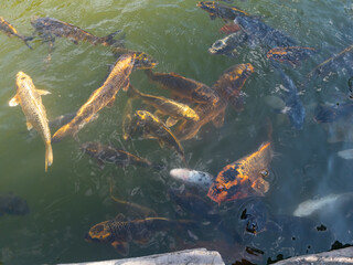Fototapeta na wymiar Fish in a pond