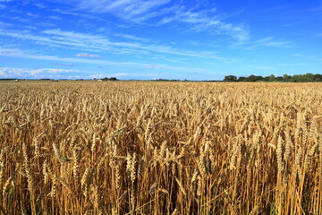 Swedish meadow with crops or grains a summer day in August. Field of wheat. Skara, Sweden, Scandinavia, Europe.