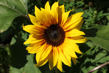 Sunflower on Green Leaves