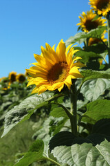 Sunflower Towards Sun