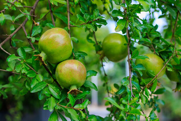 Pomegranate fruits ripen on trees in the garden. Natural background with selective focus and copy space
