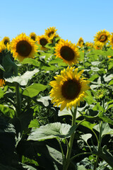 Obraz premium Tall Sunflowers