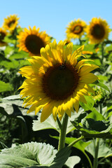 Small Petal Sunflower