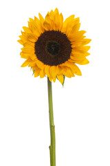 Large isolated blooming yellow sunflower stem © clsdesign