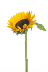Schilderijen op glas Large isolated blooming yellow sunflower stem © clsdesign