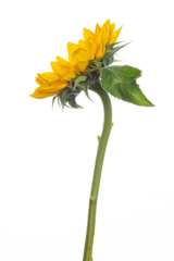 Rolgordijnen Large isolated blooming yellow sunflower stem © clsdesign