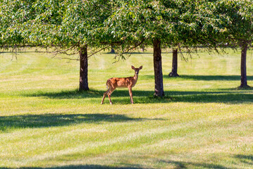 A White-tailed Deer Fawn Standing In Open Grass Between The Trees