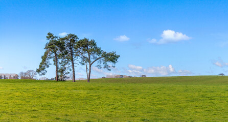 Fototapeta na wymiar Springtime rural landscape with green field and trees