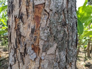 Close up photo of tree trunk when summer time. The photo is perfect for nature background, poster and advertising.