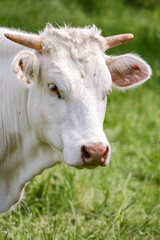 white colored cow grazing in nature on a   meadow