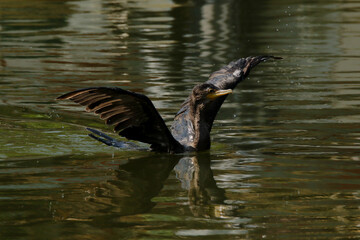 Prepara&ccedil;&atilde;o para decolagem 