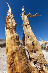 Old trees in ancient bristlecone pine forest in California