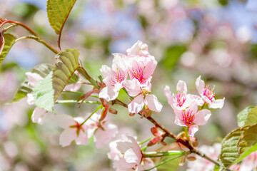 Naklejka na ściany i meble Cherry blossoms on a branch. Japanese spring scene.