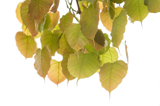 Bodhi or Peepal Leaf from the Bodhi tree, Sacred Tree for Hindus and Buddhist.On white background,Used for graphics or advertising work.