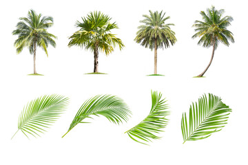 Coconut and palm trees, Palm leaf Isolated tree on white background , The collection of trees.Large...