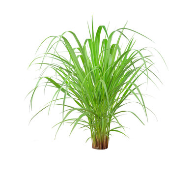 Green Grass Border isolated on white background. ( Paragrass, buffalograss, panicum grass)The grass is native to Thailand is very popular in the front yard.