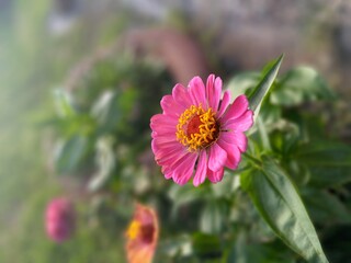 Obraz premium pink cosmos flower