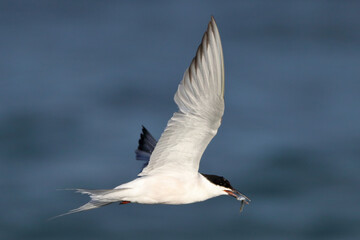 Common Tern (Sterna hirundo), isolated, flying over blue sky