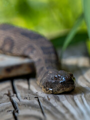 close up of a brown water snake slithering on a wooden dock