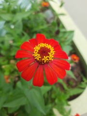 Zinnia