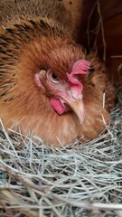 Hen sitting on eggs