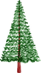 Hand Drawn Spruce Tree Watercolor
