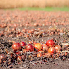 Onions ready for harvest in the field, close up - 531159619