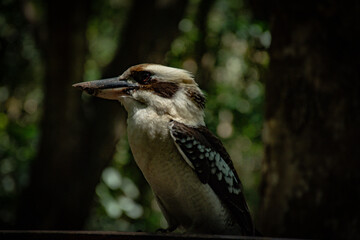 Perched Kookaburra  