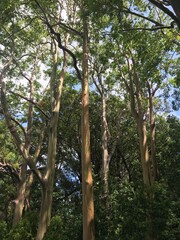 レインボーユーカリ