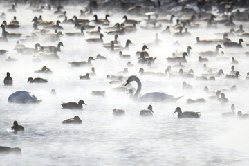 Trumpeter Swan and Ducks