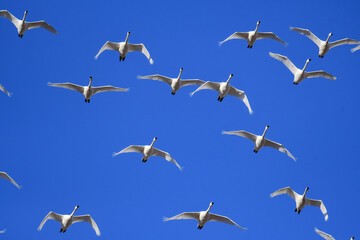 Trumpeter Swan